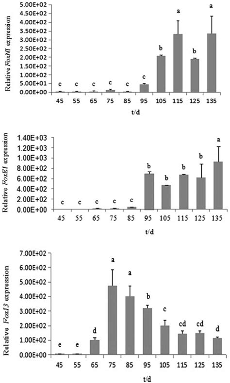 Relative Expression Levels Of Foxn1 Foxe1 And Foxi3 Genes During The