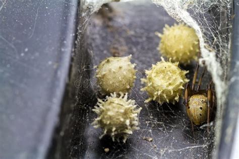 Close Up Brown Widow Spider Latrodectus Geometricus and Nest in Nature ...