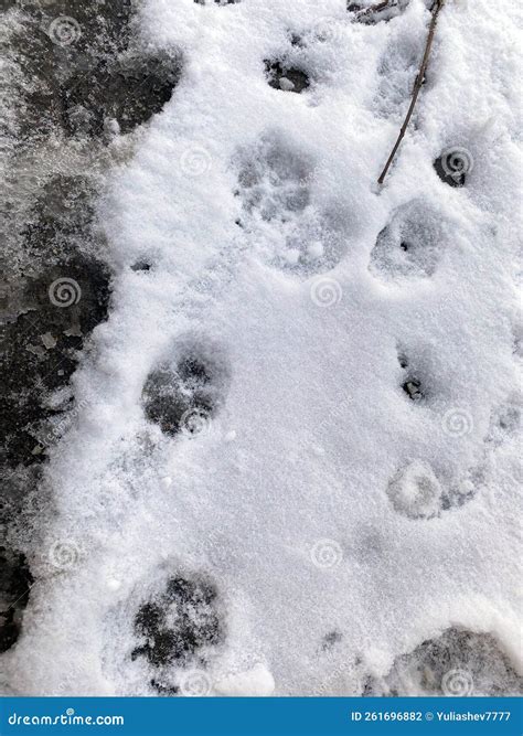 Dog tracks in the snow stock photo. Image of fluffy - 261696882