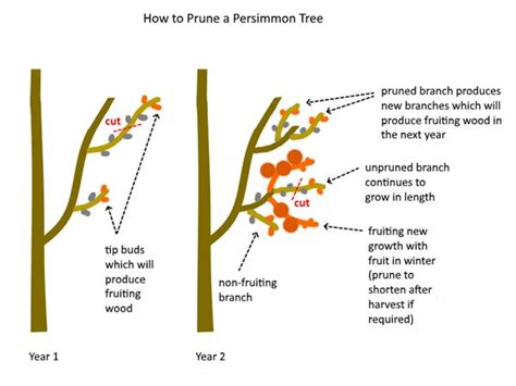 how to prune a fig tree diagram - Fiona Slaton