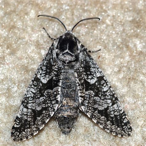 Moths of North Carolina