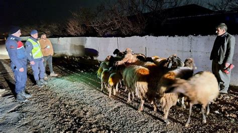 Malatya Da Kaybolan K Kba Hayvanlar Jandarma Taraf Ndan Bulundu