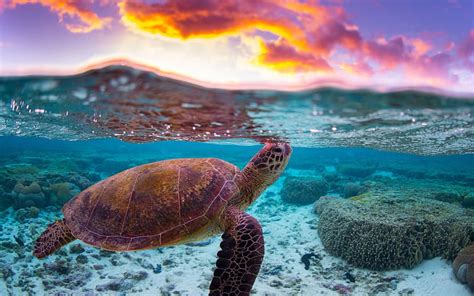 Turtle Underwater World Evening Sunset Ocean Coral Reef Water Hd