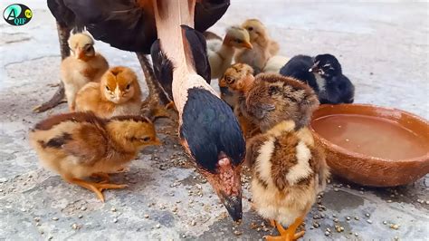 Naked Neck Hen Harvesting Eggs To Chicks Chicks Growth Results Day By