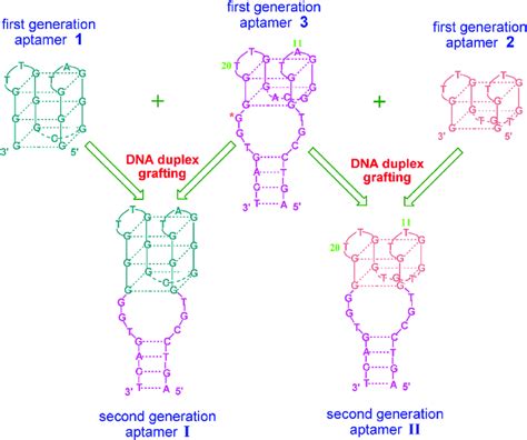 Schematic Of The Grafting Strategy For Aptamer Design The DNA Duplex