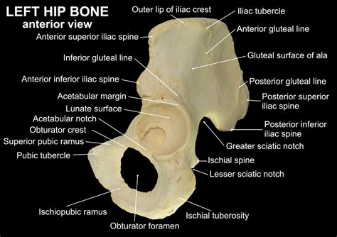 HIP BONE – Clinical Anatomy