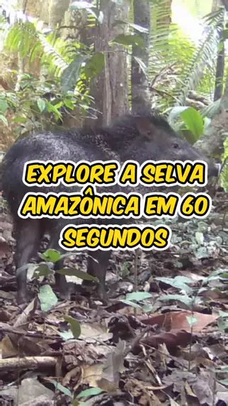 Explore a Selva Amazônica em 60 Segundos Uma Jornada Épica da Vida