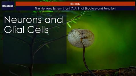 Neurons and Glial Cells | The Nervous System | Unit 7. Animal Structure ...