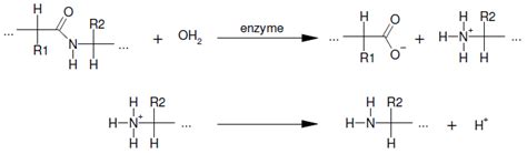 Schéma réactionnel de l hydrolyse enzymatique avec libération de