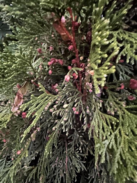 Is It Normal For The Flowerbuds On Arborvitae To Turn Brown R