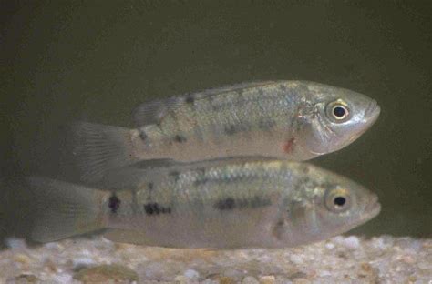 Oreochromis mossambicus (Peters, 1852)