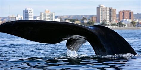 La temporada de ballenas en Madryn fue la mejor de los últimos 15 años