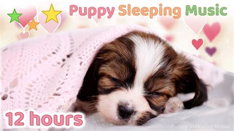 12 HOURS ☆ Relaxing Music for DOGS 🐶 Calming Music for Dogs 💗 Soothing ...