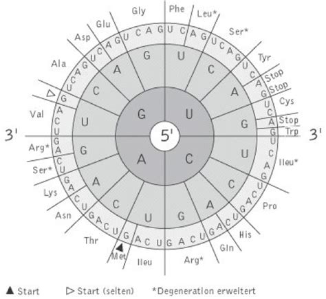 Genetischer Code Kompaktlexikon Der Biologie