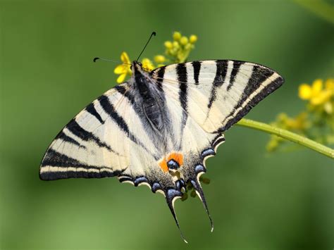 Danube Delta – Wildlife Travel