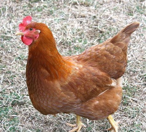 Laying Hens Breeds Hens Laying Hens