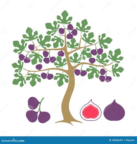 Fig Tree. Isolated Fig on White Background Stock Vector - Illustration ...