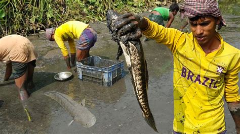 Best Mud Water Fishing L People Fish Catching From Mud Water By Hand In