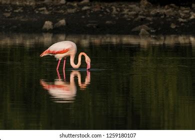 Greater Flamingos Marsh Land Pulicat Lake Stock Photo (Edit Now ...