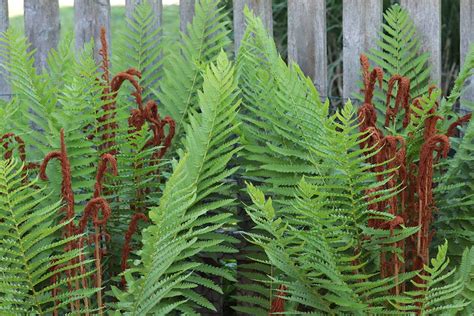 How to Grow and Care for Cinnamon Ferns | Gardener’s Path