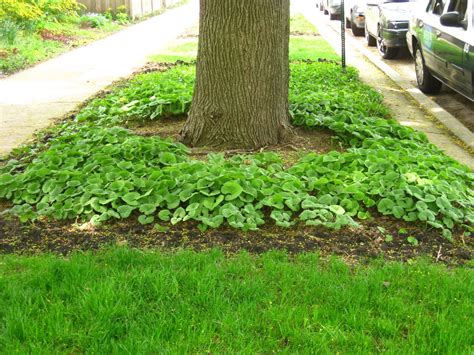 Ground Cover Plants Around Trees Ground Cover And Shrubs