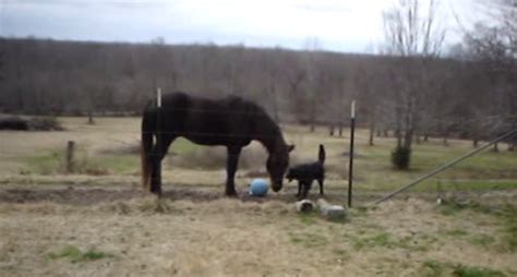 Horse And Dog Play Affectionately With Each Other