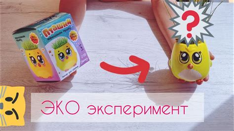 Выращиваем травку!🪴 ЭКО эксперимент. Понравится ли она коту? 😺 - YouTube