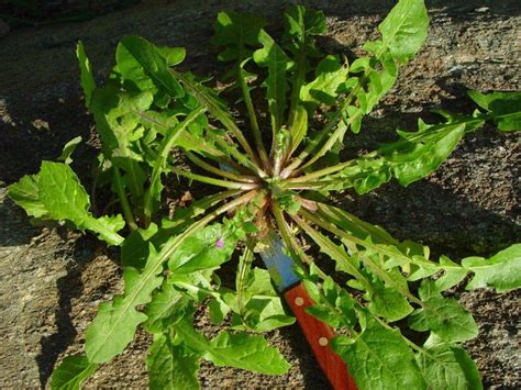 Ζοχός‐Sonchus oleraceus | Edible, Greens, Pureed food recipes