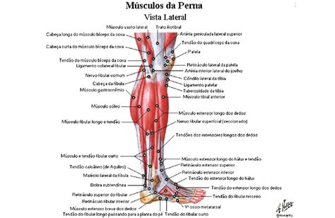 Anatomia Dos Musculos Da Perna BRAINCP