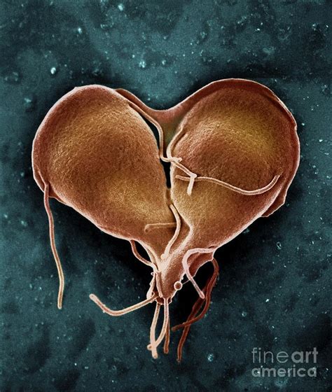 Giardia Lamblia Protozoan Dividing Photograph By Ami Imagesscience Photo Library Fine Art America