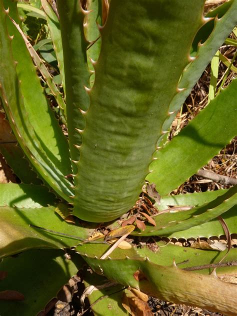 Central African Plants A Photo Guide Aloe Christianii Reynolds