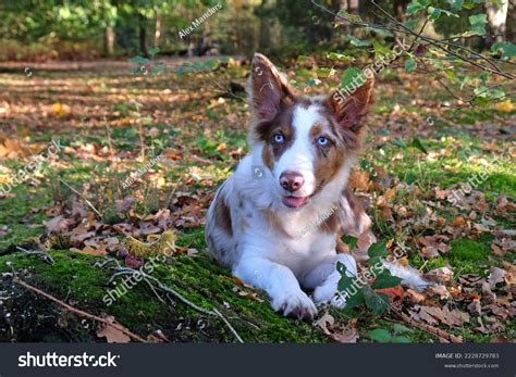 Blue Merle Red Merle Border Collie Cheapest Buy | www.pinnaxis.com