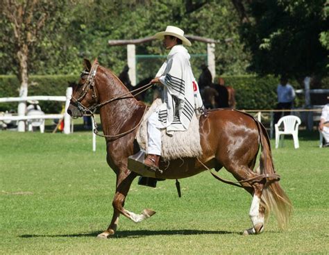 Horse Breed Peruvian Paso