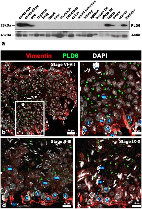 Expression and cellular localization of PLD6 in mouse testes. a PLD6 ...