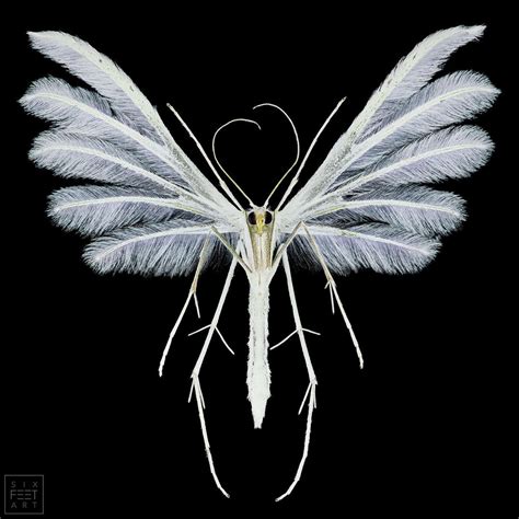 Thorben Danke On Twitter White Plume Moth Pterophorus