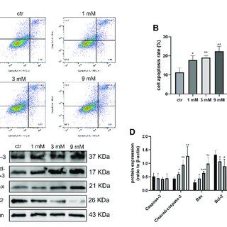 Cell Apoptosis Was Induced By Metformin Treatment On Daoy Cells A B