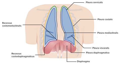 Pleura Aufbau Und Funktion Lecturio