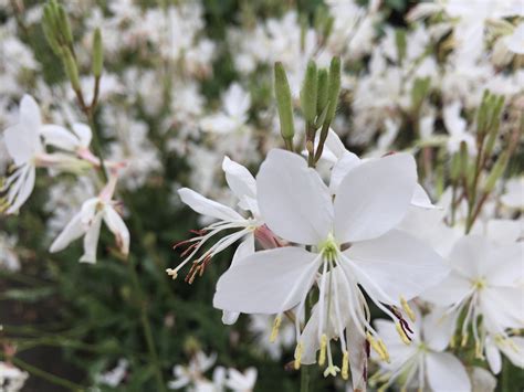 Gaura | Southwest Nursery | Wholesale Landscaping Supplies | Dallas ...