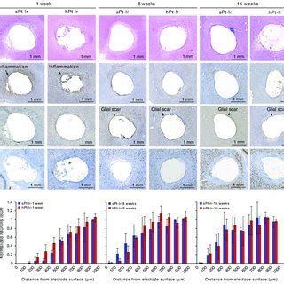 Histological Results A HE Iba 1 GFAP And NeuN Staining Of The