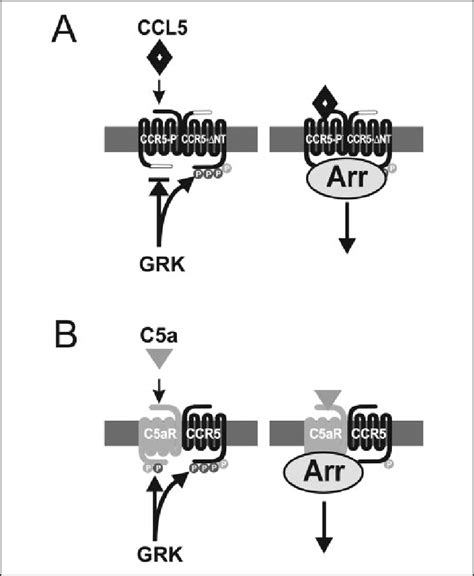 Homologous And Heterologous Regulation Of Ccr5 Oligomers By Grkmediated