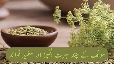 Some Amazing And Useful Benefits Of Fennel U Health Facts