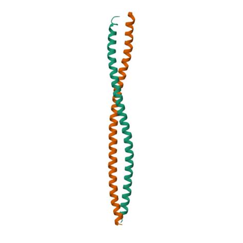 Rcsb Pdb H Crystal Structure Of The Dimeric Coiled Coil Domain Of