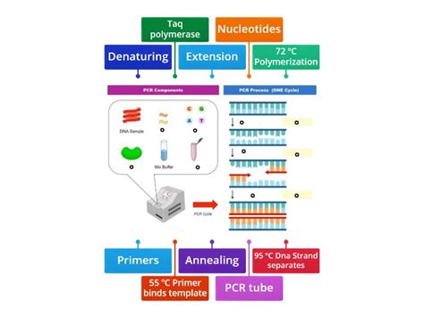 Label the PCR diagram - Labelled diagram