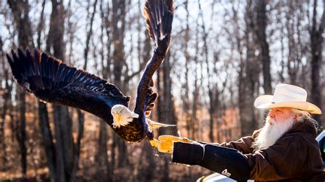 Bald Eagle Released Back Into Wild At Nsa Crane After Rehabilitation