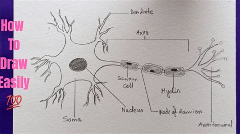 Simple Diagram Of A Neuron