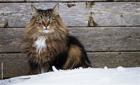 Beliebte Norwegische Katzenrasse Waldkatze TOP 10 Der Beliebtesten