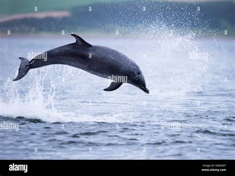 Bottlenose Dolphin Tursiops Truncatus Breaching At Chanonry Point