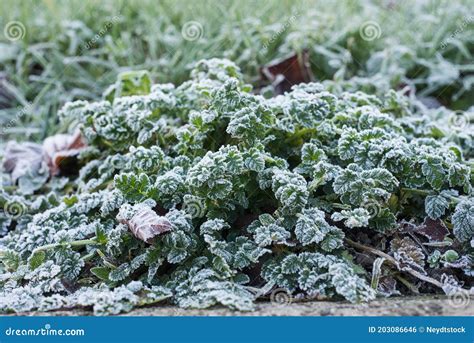 Folhas Congeladas De Plantas Na Grama Foto De Stock Imagem De Fresco