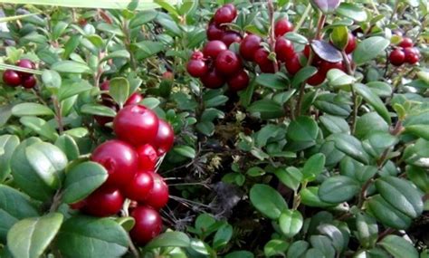 Брусниця | Фактосвіт