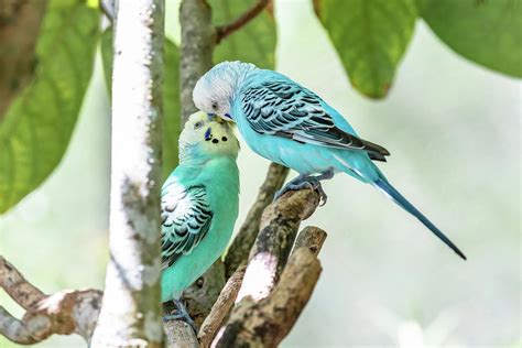 Blue Parakeets Kissing Photograph by Garrick Besterwitch - Pixels